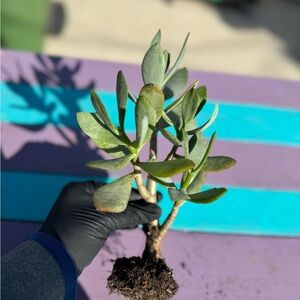 Crassula arborescens 'Silver Dollar Jade' “11”